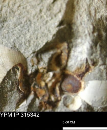 undet. Mollusca