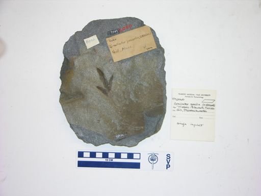 Grallator gracilis