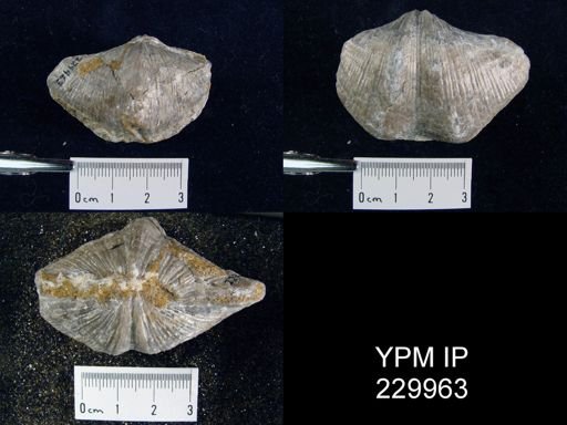 Neospirifer sp.
