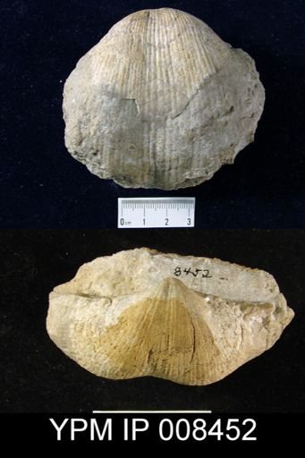 Spirifer (Mesochorispira) grimesi