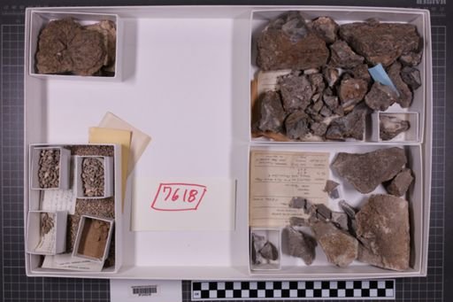mixed taxa, stratigraphic collection