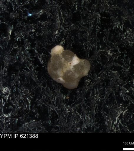 undet. Foraminiferida
