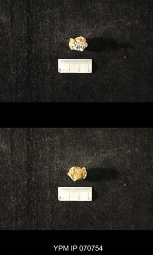 Favosites sp.