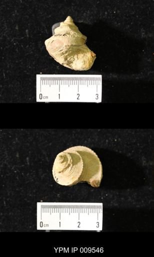 Worthenia tabulata