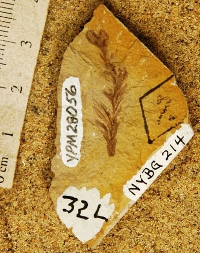 Sequoia affinis