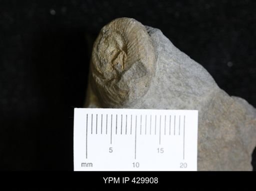 Trepospira rotalia