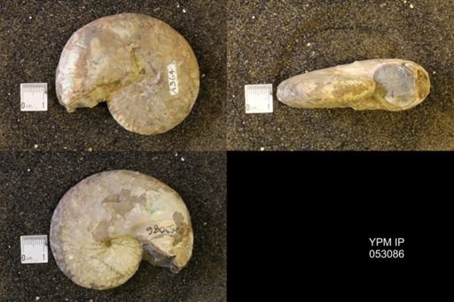 Discoscaphites conradi