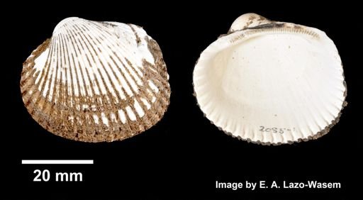 Lunarca ovalis