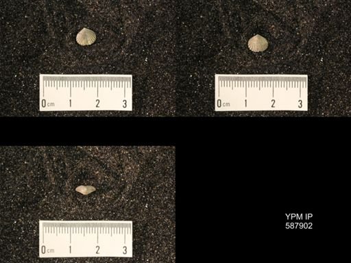 Zygospira modesta