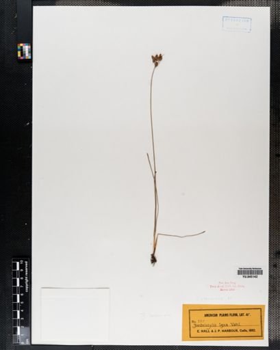 Fimbristylis baldwiniana