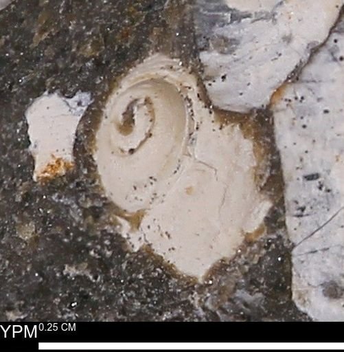 Euspira?