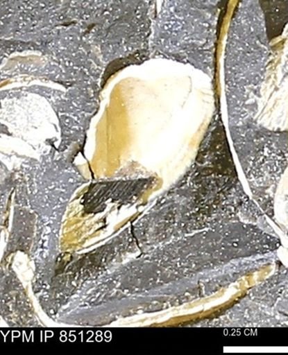 Limopsis striatopunctatus