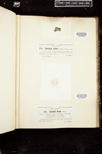 Oscillatoria miniata