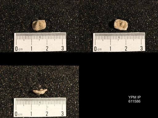 Lissochonetes sp.