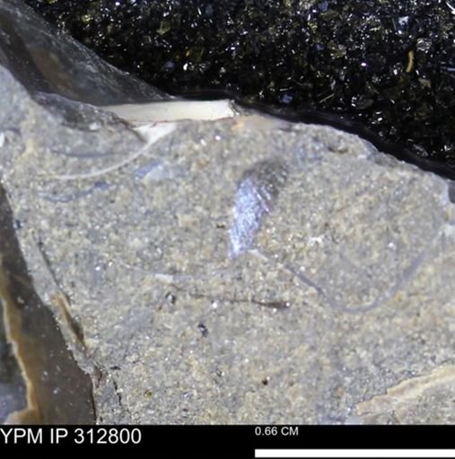 undet. Bivalvia