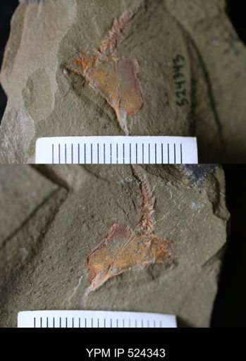 Cothurnocystis sp.