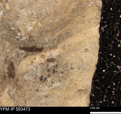 taxon undetermined