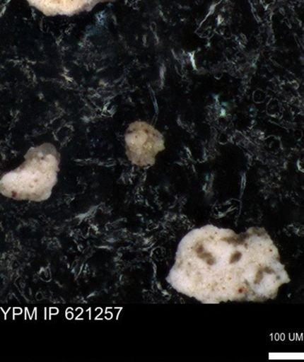 undet. Foraminiferida