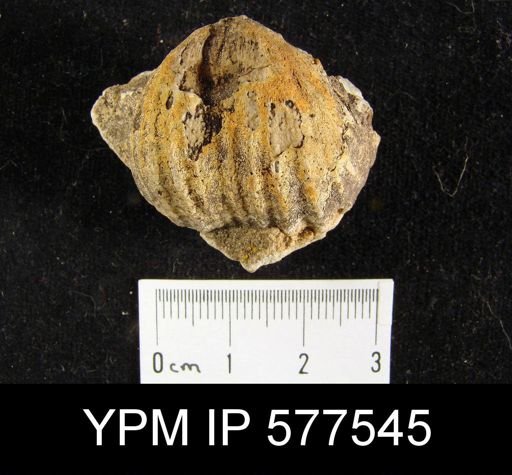 Productus occidentalis