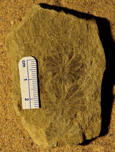 Annularia