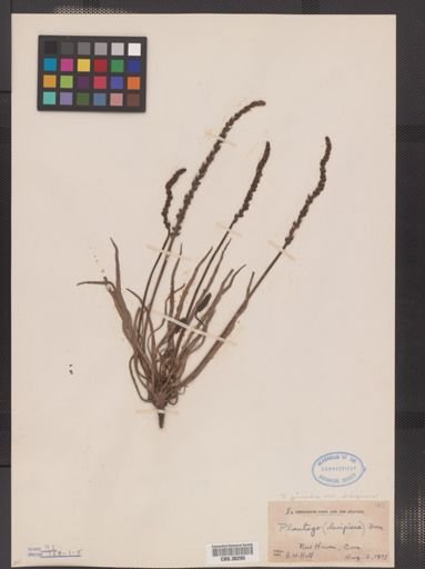 Plantago juncoides var. decipiens