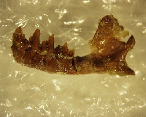Adapisoricidae sp.