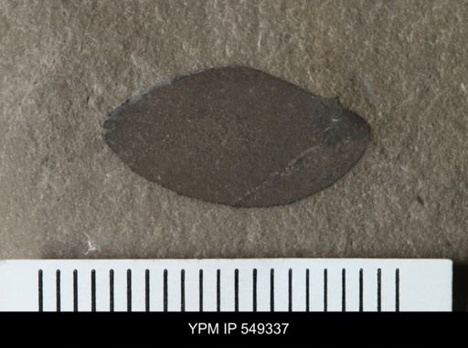 undet. Eurypterida