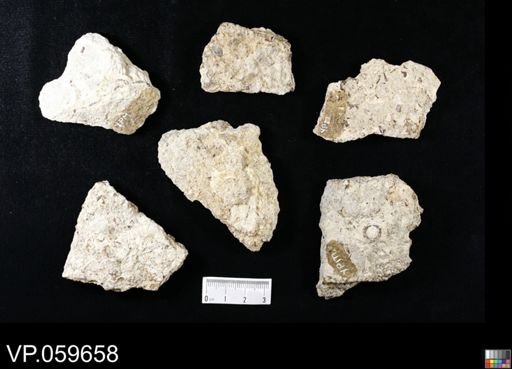 undet. Actinopterygii