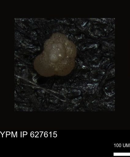 undet. Foraminiferida
