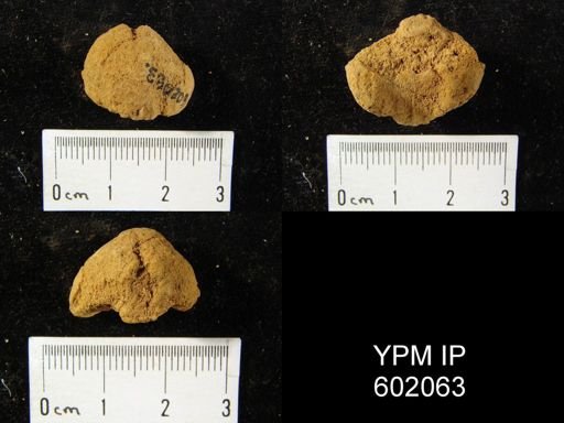 Eatonia medialis