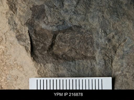 undet. Eurypterida