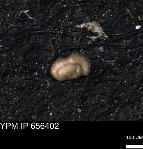 Glomospira reata
