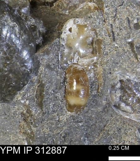 undet. Scaphitidae