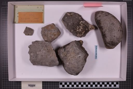 mixed taxa, stratigraphic collection