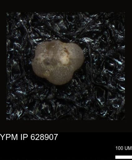 undet. Foraminiferida