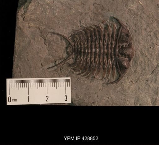 Ceraurus pleurexanthemus