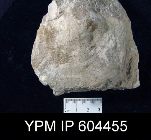 Derbyia sp.