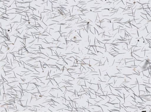 Niphates lunisimilis