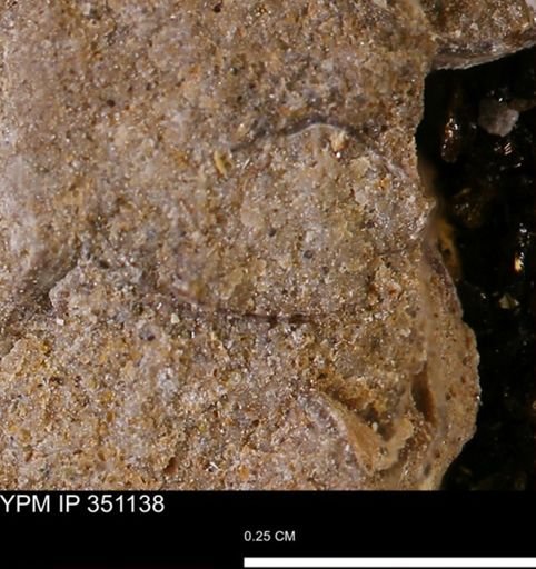 undet. Mollusca