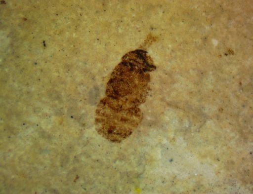undet. Diptera