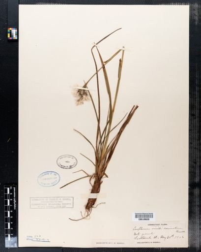Eriophorum viridicarinatum