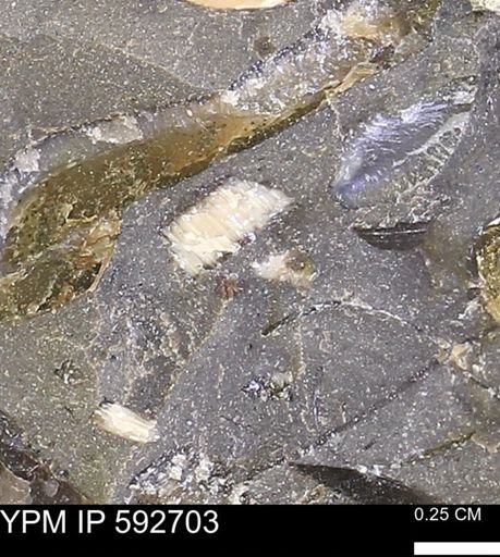undet. Inoceramidae
