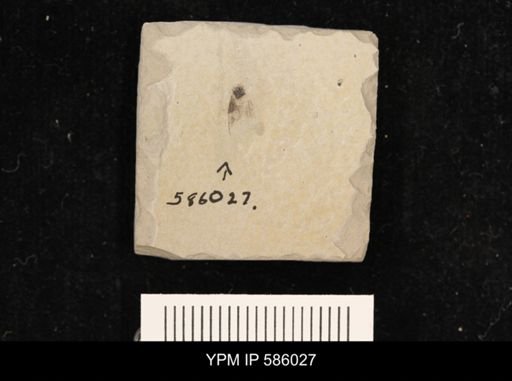 undet. Hemiptera