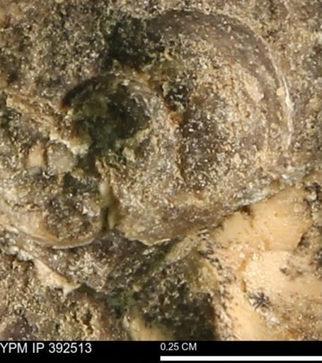 Protocardia subquadrata