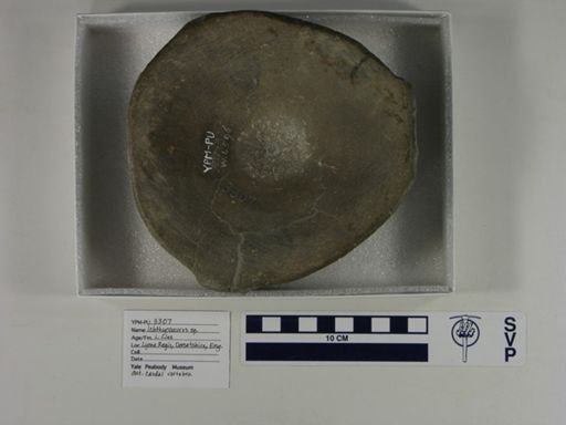 Ichthyosaurus sp.