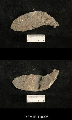 Myalina sp.; fragments of