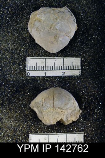 Spirigerella grandis