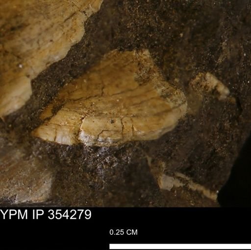 undet. Bivalvia