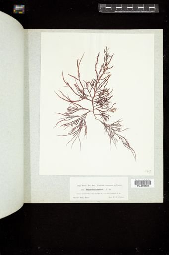Agardhiella subulata