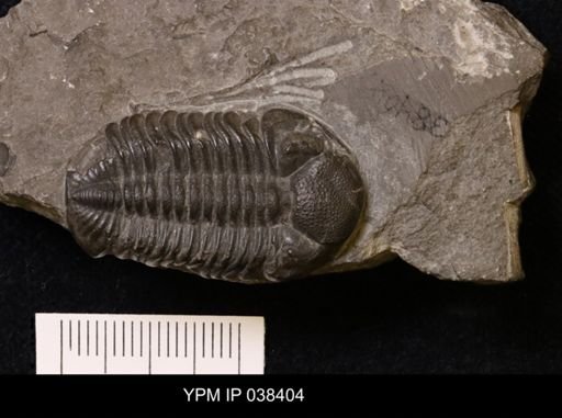 Phacops rana